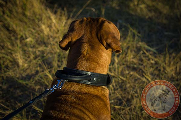 Dogue de Bordeaux collar with brass hardware