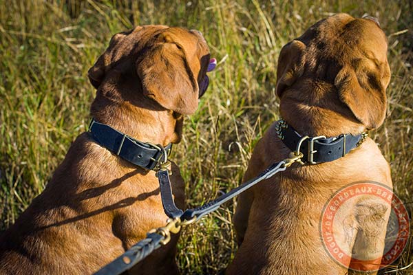 Dogue de Bordeaux collar with brass hardware