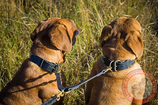 Dogue de Bordeaux collar with brass buckle and D-ring