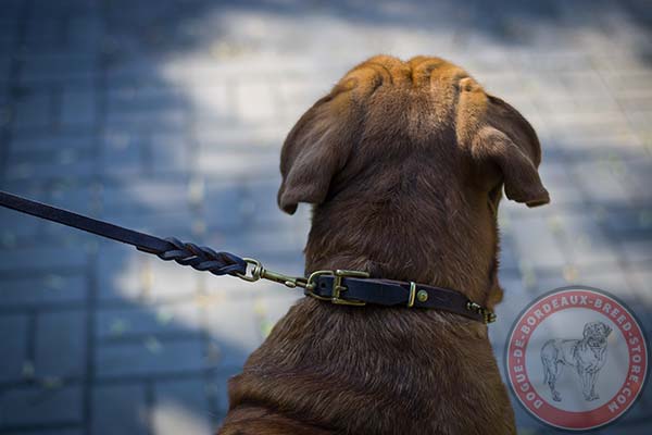 Dogue de Bordeaux collar with sturdy hardware