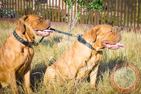 Dogue de Bordeaux leather collar with 2 rows of spikes spikes