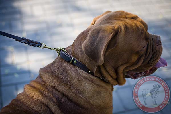 Dogue de Bordeaux collar with riveted spikes