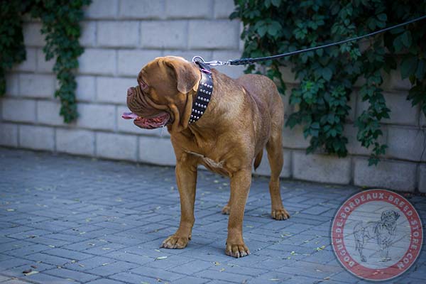 Gentle to skin Dogue de Bordeaux leather collar 