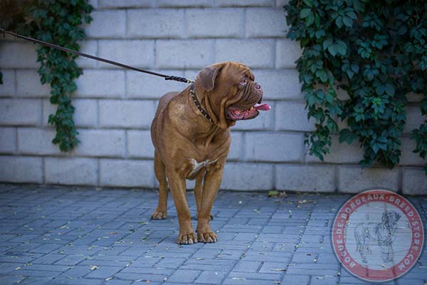 Daily Dogue de Bordeaux leather collar