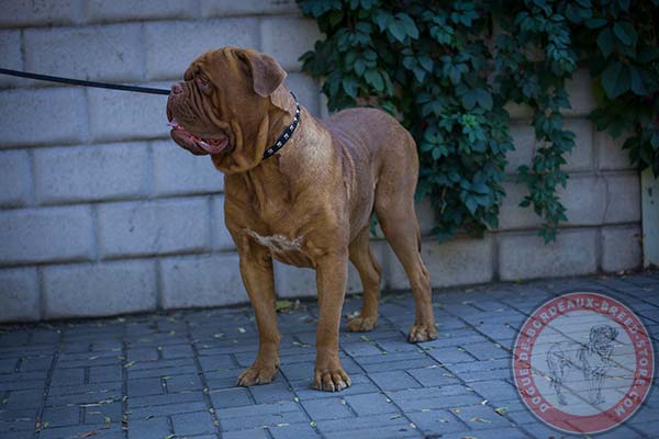 Narrow leather Dogue de Bordeaux collar