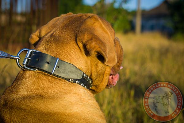 Dogue de Bordeaux collar with nickel fittings