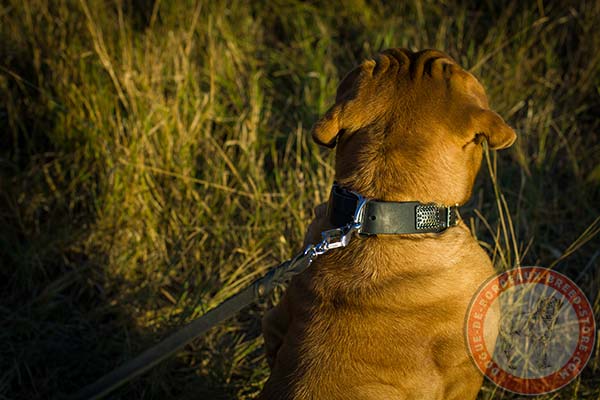 Dogue de Bordeaux collar with steel nickel plated buckle and D-ring