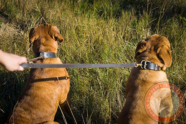 Dogue de Bordeaux collar with silver-like hardware