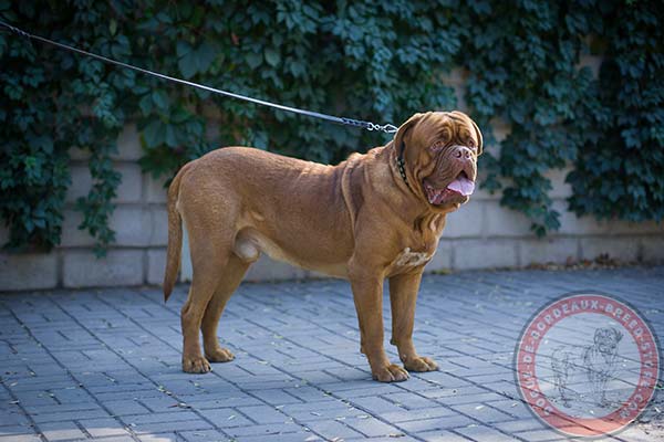 Easy control Dogue de Bordeaux collar