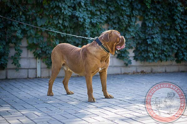 Adjustable Dogue de Bordeaux leather collar