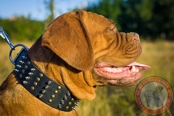 Dogue de Bordeaux collar with spikes and studs