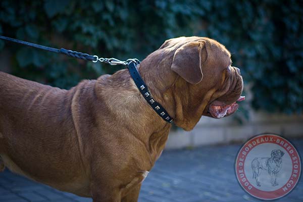 Dogue de Bordeaux collar with riveted studs