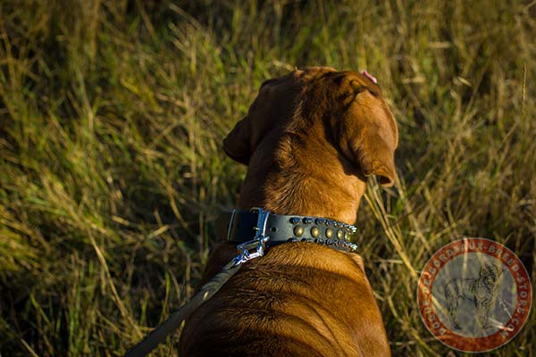Dogue de Bordeaux leather collar with sturdy fittings