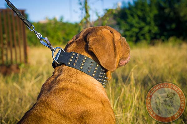 Dogue de Bordeaux collar with sturdy hardware