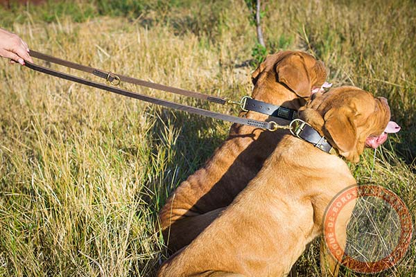 Dogue de Bordeaux collar with D-ring for easy attaching