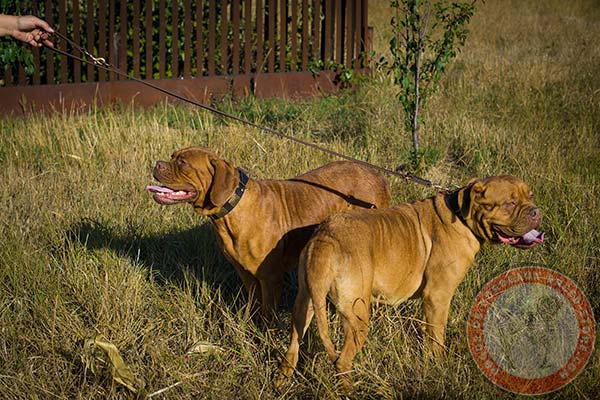 Dogue de Bordeaux collar with riveted plates and cones