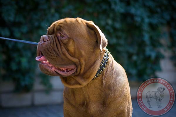 Dogue de Bordeaux collar with refined studs