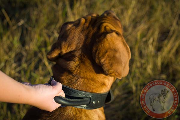 Dogue de Bordeaux collar with stitched handle