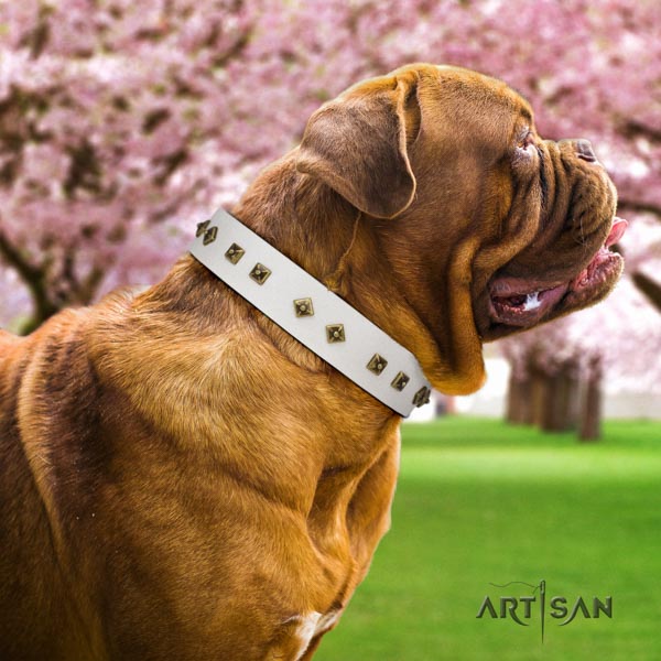 Dogue de Bordeaux trendy natural genuine leather collar for stylish walking