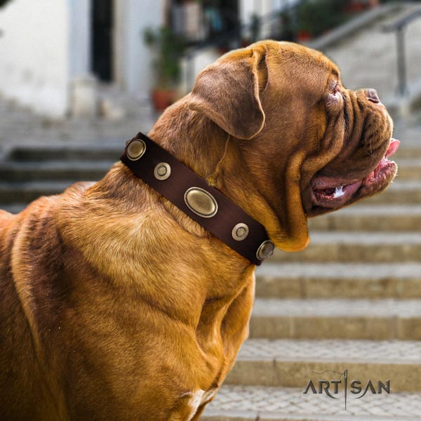 Dogue de Bordeaux impressive full grain genuine leather collar for daily walking