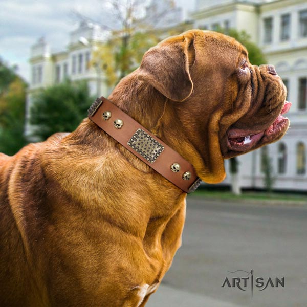 Dogue de Bordeaux incredible natural genuine leather collar for everyday walking