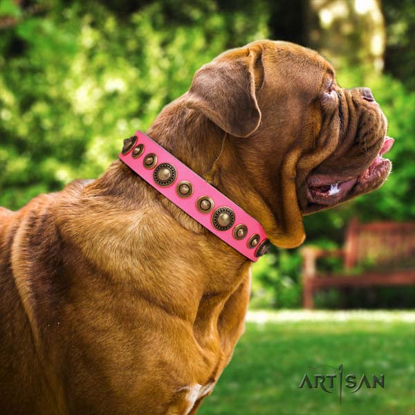Dogue de Bordeaux unusual full grain leather collar for fancy walking