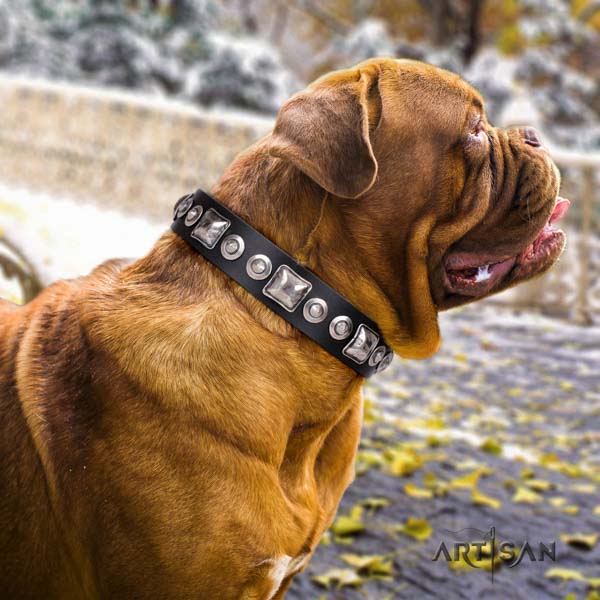 Dogue de Bordeaux adorned leather collar with rust-proof traditional buckle