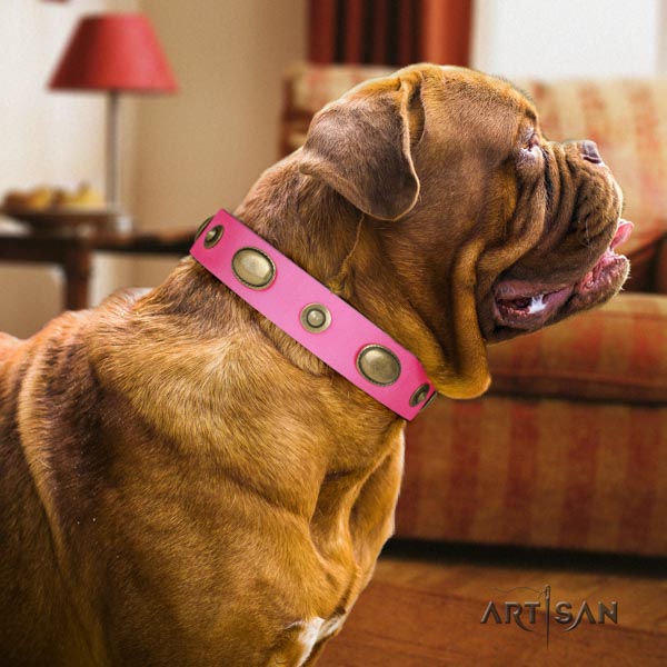 Dogue de Bordeaux incredible natural genuine leather collar for walking