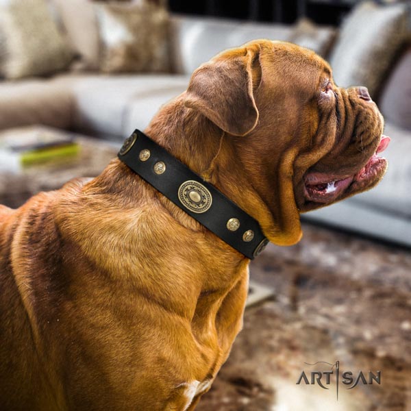 Dogue de Bordeaux remarkable leather collar for handy use