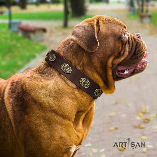 Dogue de Bordeaux remarkable full grain natural leather collar for fancy walking