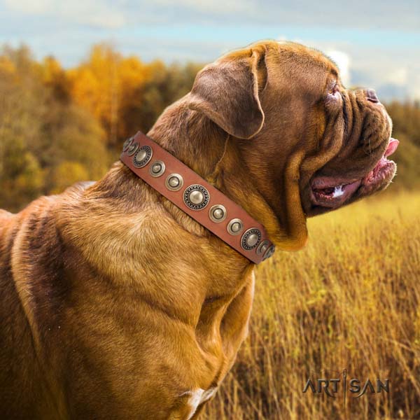 Dogue de Bordeaux studded full grain leather collar with rust resistant traditional buckle
