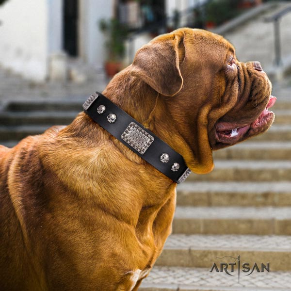 Dogue de Bordeaux trendy leather collar for handy use