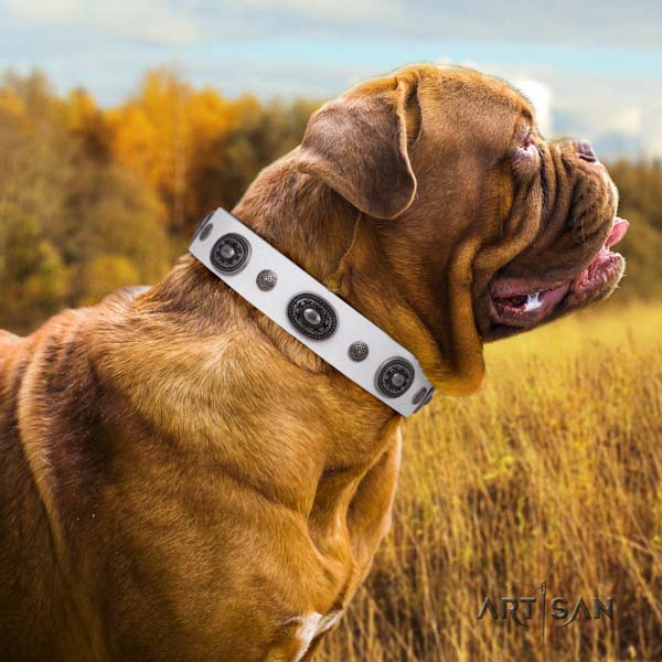 Dogue de Bordeaux fashionable full grain leather collar for stylish walking