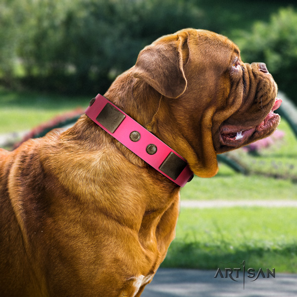 Dogue de Bordeaux stylish walking dog collar of flexible leather
