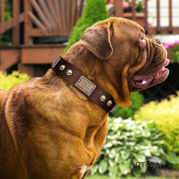 Dogue de Bordeaux remarkable natural genuine leather collar for easy wearing