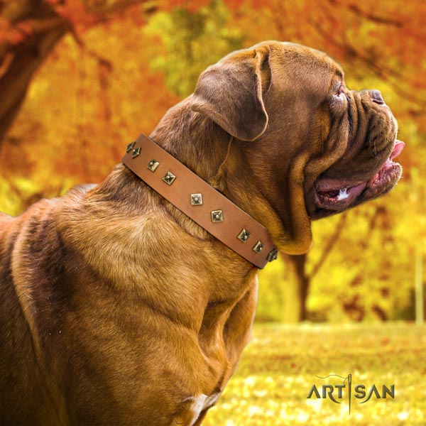 Dogue de Bordeaux exceptional full grain genuine leather collar for stylish walking