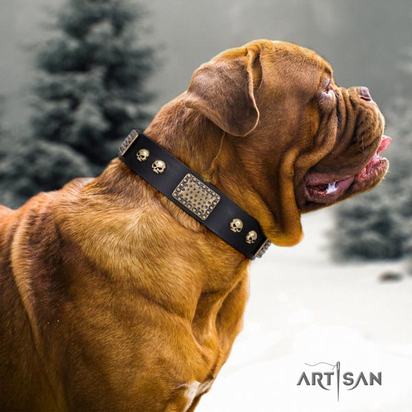 Dogue de Bordeaux extraordinary full grain natural leather collar for fancy walking