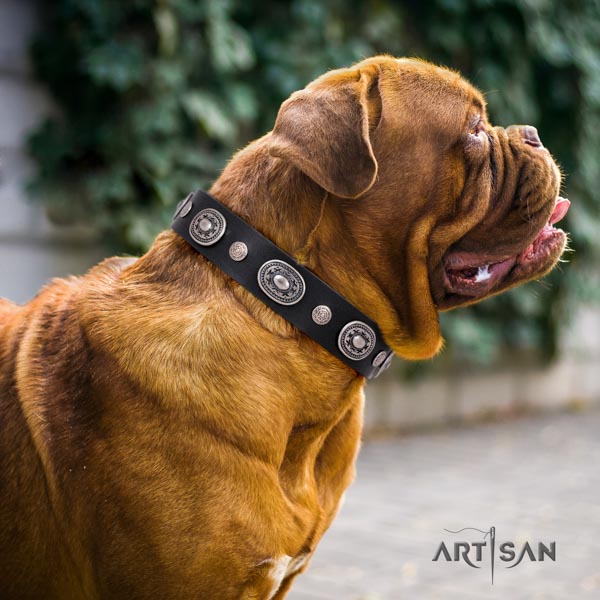 Dogue de Bordeaux amazing full grain natural leather collar for everyday walking