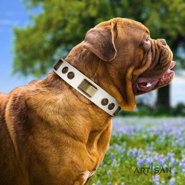 Dogue de Bordeaux remarkable genuine leather collar for walking