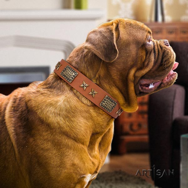 Dogue de Bordeaux impressive full grain leather collar for stylish walking