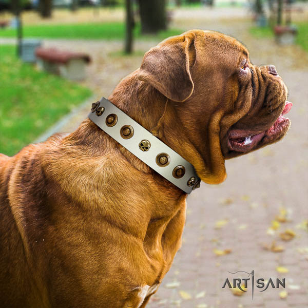 Dogue de Bordeaux comfy wearing dog collar of trendy leather