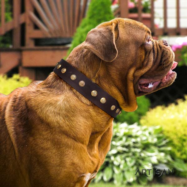 Dogue de Bordeaux stylish full grain leather collar for daily walking