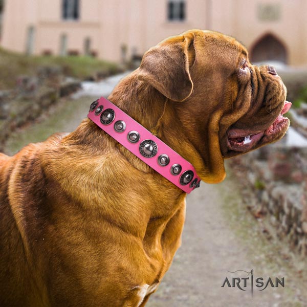 Dogue de Bordeaux studded natural genuine leather collar with rust-proof D-ring