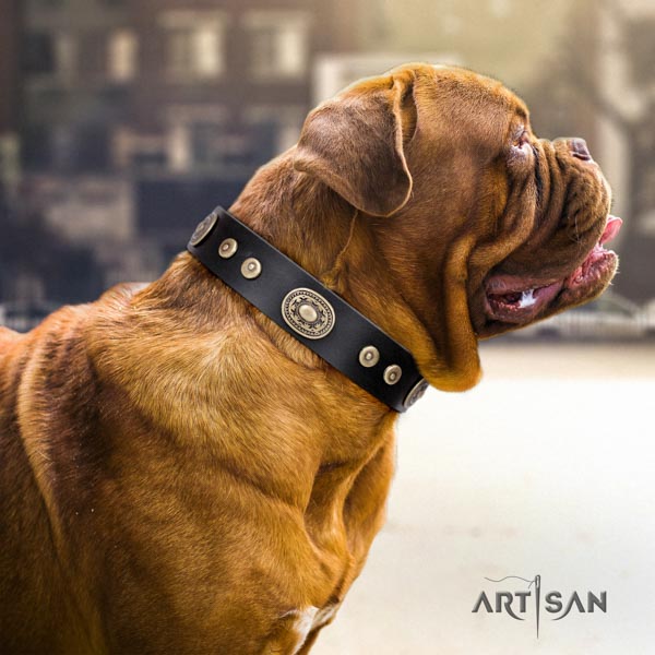 Dogue de Bordeaux adorned genuine leather collar with rust-proof buckle