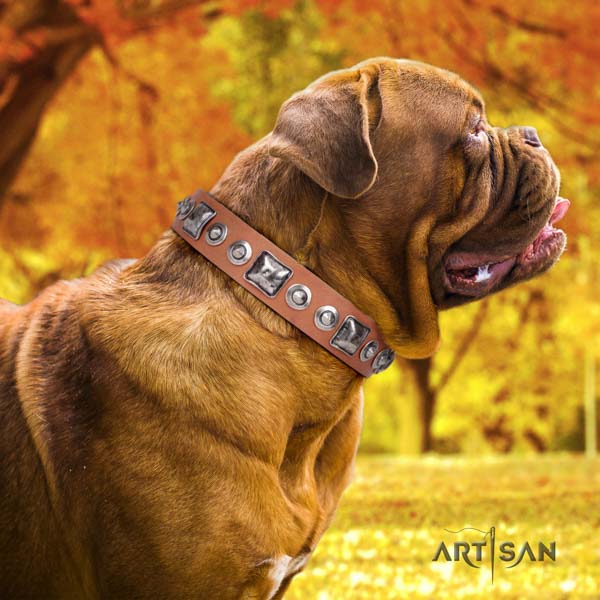 Dogue de Bordeaux adorned full grain natural leather collar with rust resistant buckle