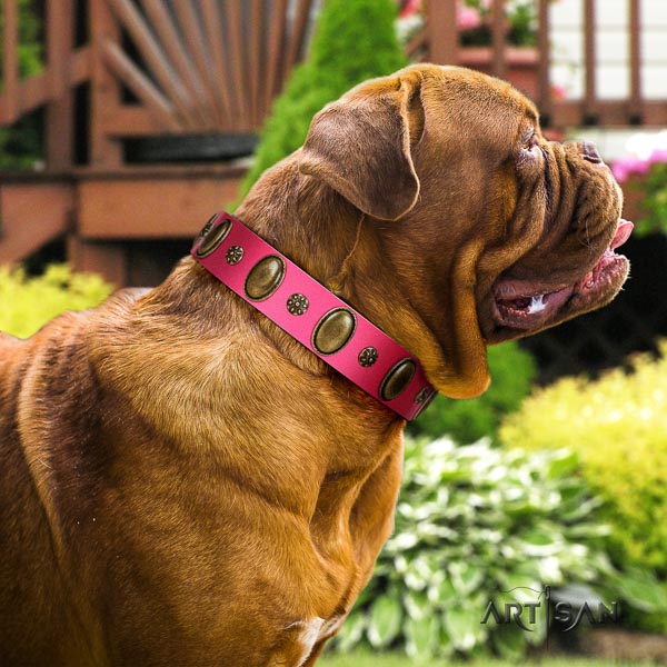 Dogue de Bordeaux basic training dog collar of best quality genuine leather