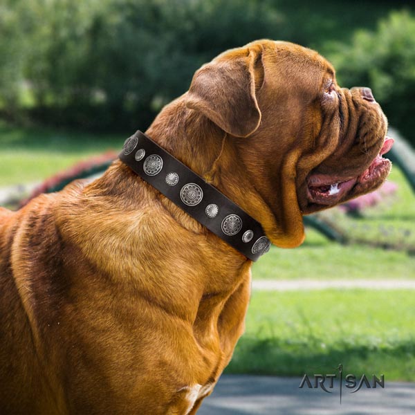 Dogue de Bordeaux awesome full grain leather collar for stylish walking