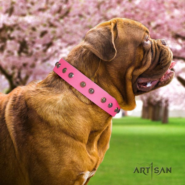 Dogue de Bordeaux amazing genuine leather collar for comfy wearing