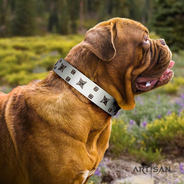 Dogue de Bordeaux comfortable wearing dog collar of comfortable genuine leather