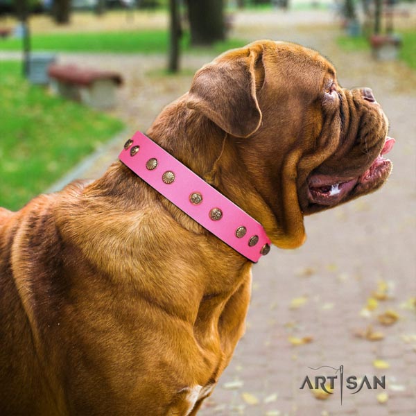 Dogue de Bordeaux stunning leather collar for walking